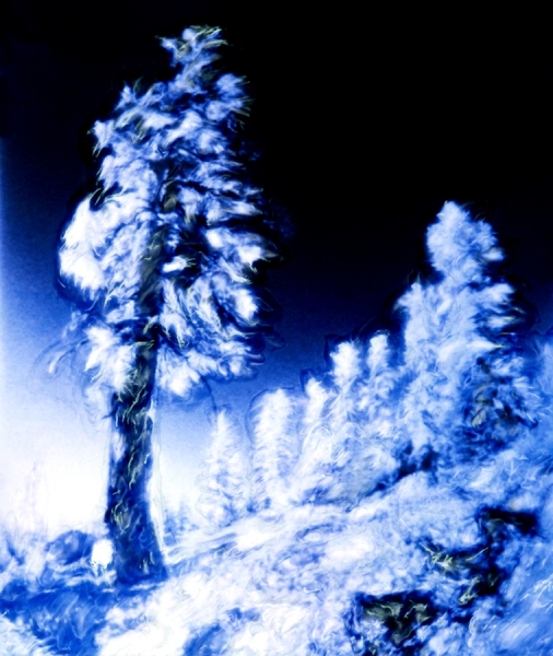 Photograph Brian Bookwalter Blue Spruce on One Eyeland